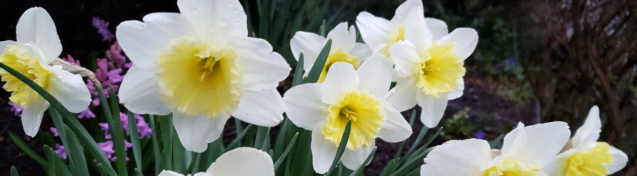 Butterfly Daffodil Bulbs - Orangery | Fall Flower Bulbs | Eden Brothers