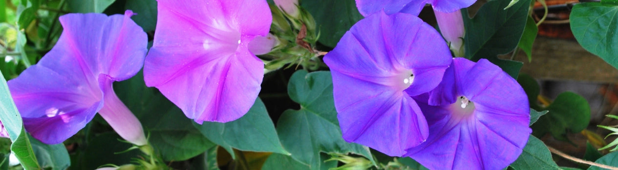 Flower of The Month of September Morning Glory